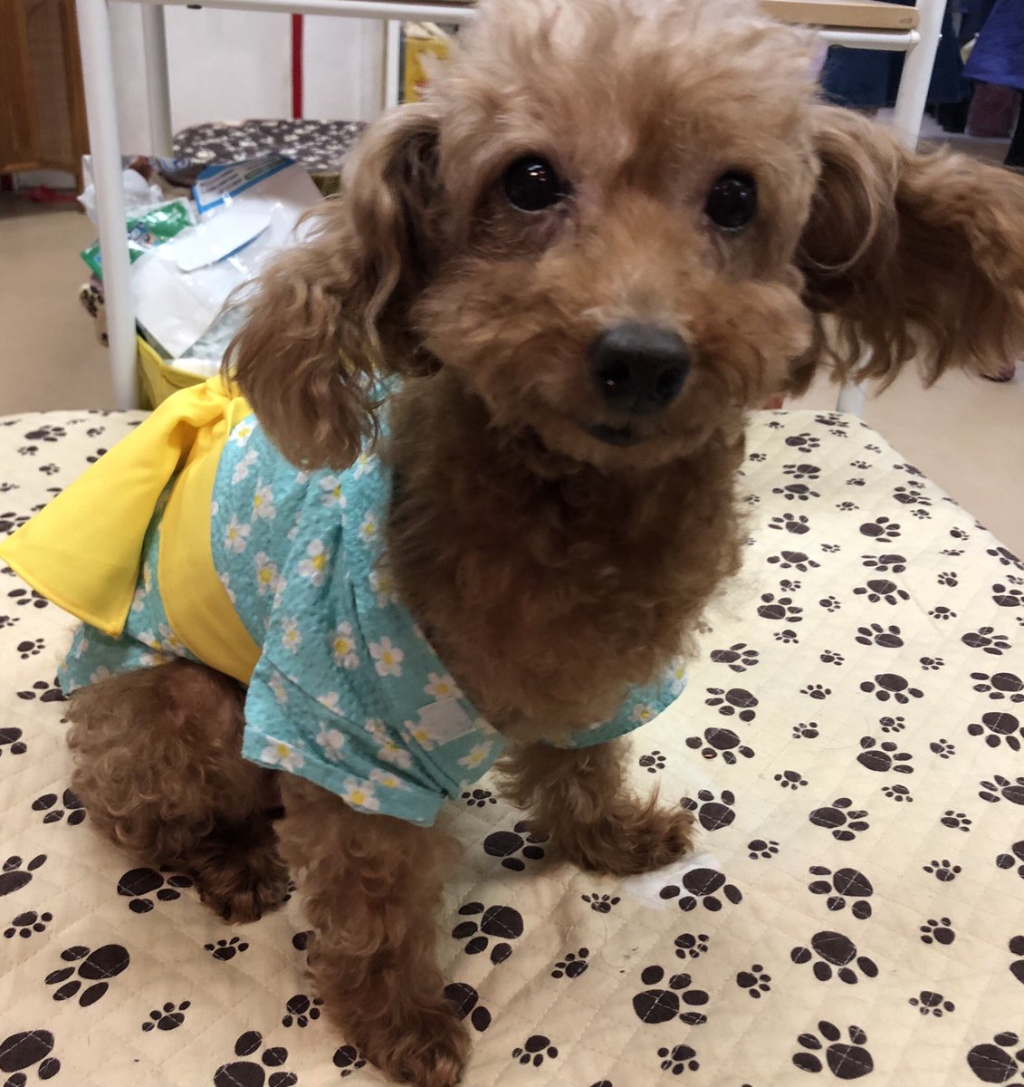 🍉夏休みに保護犬🐶保護猫🐱達の里親になろう✨2019,7,28